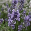 Lavandula angustifolia 'Melissa Lilac' -- Lavendel